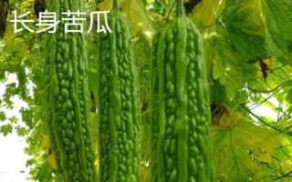 優(yōu)良的苦瓜品種，包括滑身苦瓜、長身苦瓜、夏豐苦瓜等種類