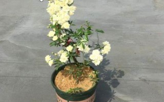 為什么木香花不能種，是由于其耐寒性較差
