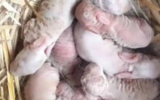 兔子區(qū)分公母的方法，不同年齡階段的分辨方式不同