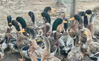 鴨子在夏季容易死亡的原因，一般是高溫、養(yǎng)殖密度大、感染病害等因素所致
