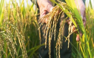 駿1A水稻種子特點(diǎn)，在恩施4月中旬至5月中旬播種