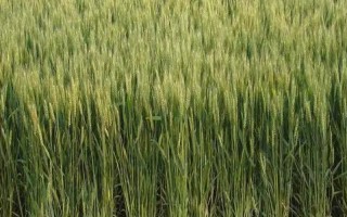 華齊麥5號小麥種子介紹，適播期畝基本苗15-20萬