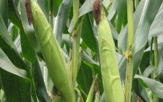 綏爆1號玉米品種的特性，夏播生育期105天