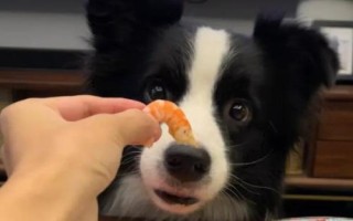 狗能不能吃蝦，可以適量吃蝦肉