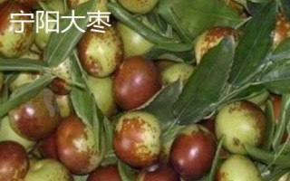 山東寧陽縣的特產(chǎn)，氣候四季分明