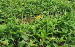 半夏種子的價格與種植技術(shù)，市場售價一斤大約需要35-50元左右