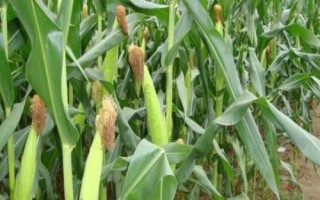 申科甜603玉米品種的特性，注意防治地老虎和玉米螟