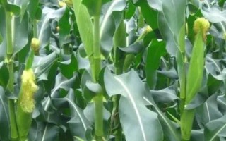 豐墾139玉米種子簡(jiǎn)介