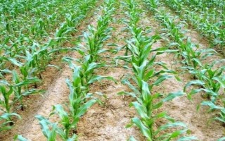翔玉1421玉米種子特點(diǎn)，4月底-5月初播種