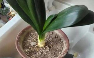 君子蘭剪頭后何時(shí)長(zhǎng)新葉，通常需一年左右