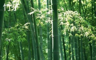 什么花是花中君子，非蘭花莫屬