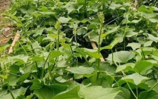 龍須菜怎么管理，株高達到10厘米時要進行二次間苗
