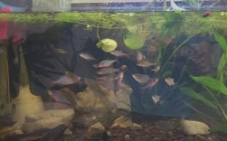 魚缸無法見光有沒有影響，不利于觀賞魚發(fā)色和發(fā)育