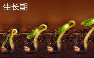 生長期和生長周期有什么區(qū)別，定義不同