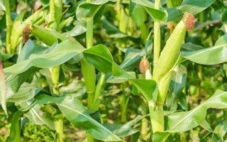 TLY201玉米種子特征特性，高抗莖腐病