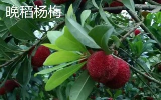品質(zhì)較好的楊梅樹苗品種，荸薺楊梅為我國著名良種