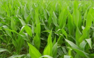 中垠133玉米種子特點(diǎn)，選擇中等以上肥力地塊