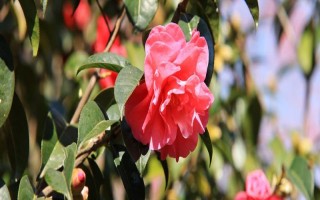 茶花的花苞干枯的原因，可能是環(huán)境不適宜或花苞缺水等