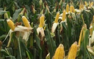 錦華175玉米品種簡(jiǎn)介，適宜密度5000株/畝左右