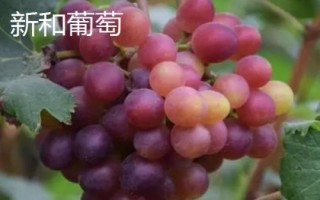 新疆阿克蘇地區(qū)有哪些特色水果，常見的有庫車小白杏、阿克蘇蘋果等