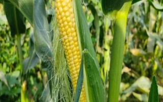 D907玉米種子特點，4月下旬至5月上旬播種