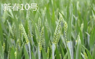 哪個品種的春小麥高產(chǎn)，可以選擇新春6號、新春10號