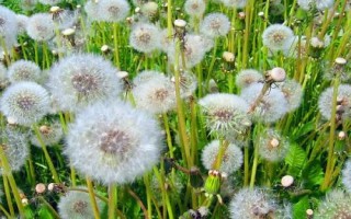 蒲公英有哪些產(chǎn)地，主產(chǎn)于河北、山西、陜西、湖南等多個省份
