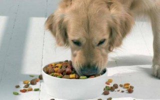 狗狗突然嘔吐的原因，可能是吃的太多所致