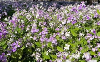 二月蘭的價格，通常在0.15-0.25元一株