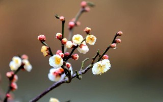 梅花的花期有多長(zhǎng)，通常持續(xù)一個(gè)月左右