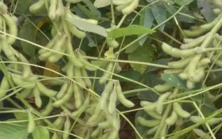 浙鮮18大豆種簡(jiǎn)介，該品種為有限結(jié)莢習(xí)性