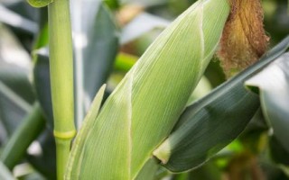 滑豐6號玉米種子的特征特性，夏播生育期為101天