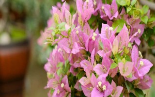 三角梅老樁發(fā)芽后的養(yǎng)護(hù)方法，每天要讓它曬光5-7小時(shí)