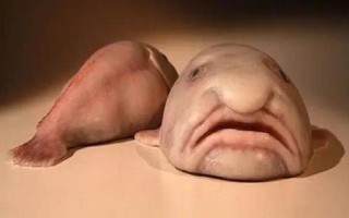 水滴魚能不能吃，本身并不適合食用
