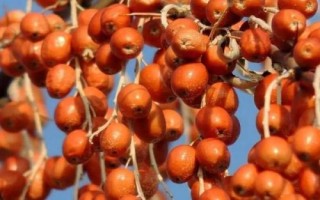 沙棗的產(chǎn)地，主要分布在西北各省區(qū)及內(nèi)蒙古西部