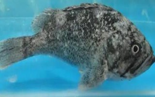 黑頭魚(yú)是不是海魚(yú)，分布于太平洋的西部海域