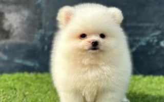博美犬的智商排多少名，排第23名