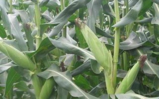 旺禾8號(hào)玉米種子特征特性，喇叭口期及時(shí)用藥劑防治玉米螟