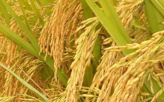 C兩優(yōu)168水稻品種簡介，大田用種量每畝1.5公斤