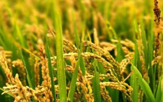 水稻貪青晚熟的預(yù)防措施，應(yīng)注意種植密度和合理施肥等