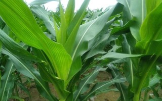 BM800玉米種子介紹，中抗大斑病