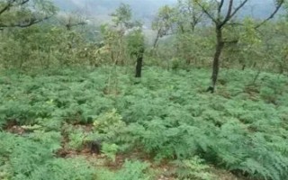引種天麻要注意什么，當(dāng)?shù)氐臍夂驖M足條件才能種植