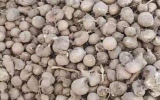 半夏種子的價格與種植技術(shù)，市場售價一斤大約需要35-50元左右