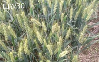 超大穗小麥新品種介紹，常見的有存麥20、山農(nóng)30等
