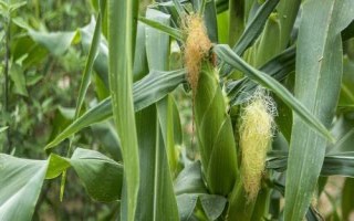 湖泉玉10號（試驗名稱：湖泉玉10號）玉米種子特征特性，并每畝加施復(fù)合肥25公斤