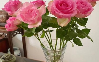 水培玫瑰花如何避免枯萎，要養(yǎng)在干燥、涼爽、通風處