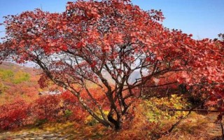 什么是黃櫨，常被當(dāng)作觀賞植物