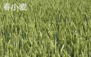 冬小麥和春小麥的區(qū)別，生長習性和播種時間均不同