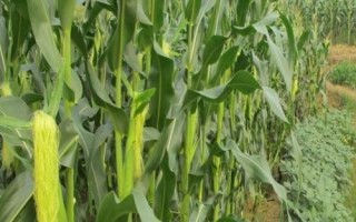 譽成18玉米種簡介，確定最佳的播種期