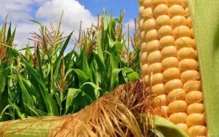 天育101玉米種子介紹，適宜播期5月中旬